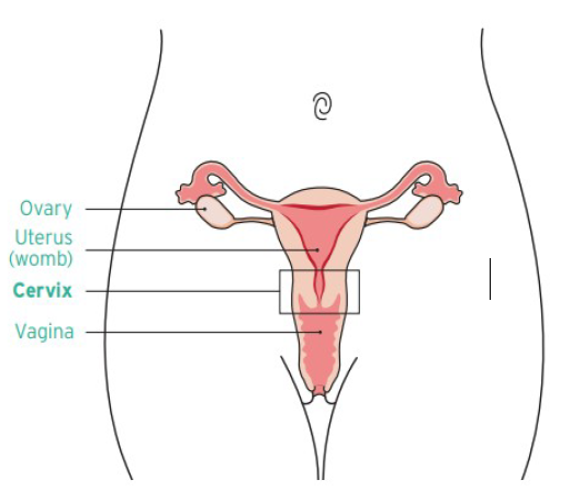 Diagram of anatomy of female reproductive system including ovaries, uterus, cervix and vagina